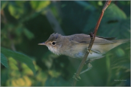 <p>RÁKOSNÍK OBECNÝ (Acrocephalus scirpaceus) /Eurasian reed warbler – Teichrohrsänger/</p>